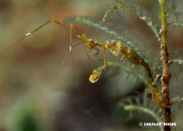 photo diving macro Madagascar